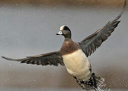 American Wigeon