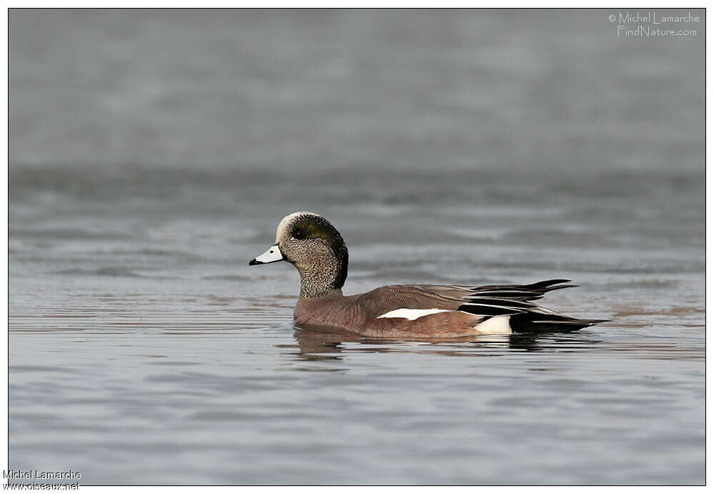 Canard à front blanc mâle adulte, pigmentation