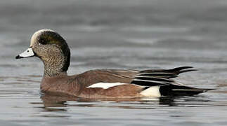 Canard à front blanc