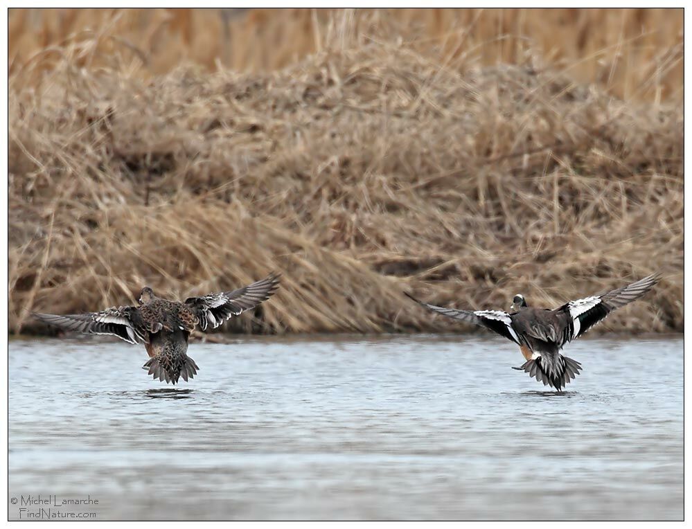 Canard à front blanc 