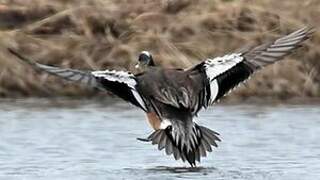 American Wigeon