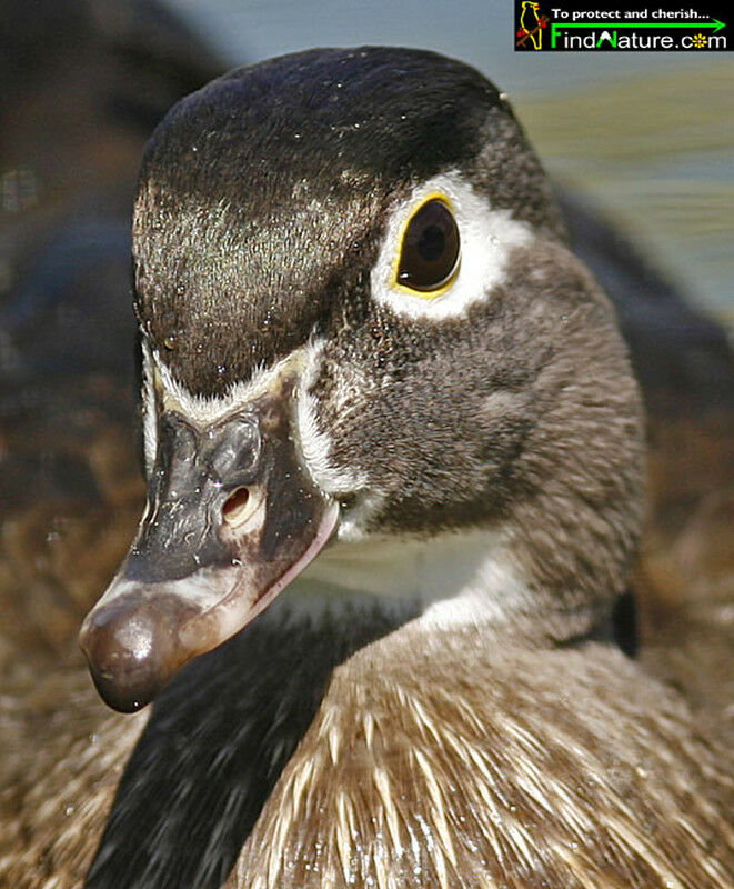 Wood Duck female adult