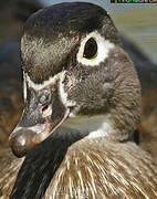 Wood Duck