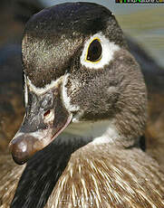 Canard carolin