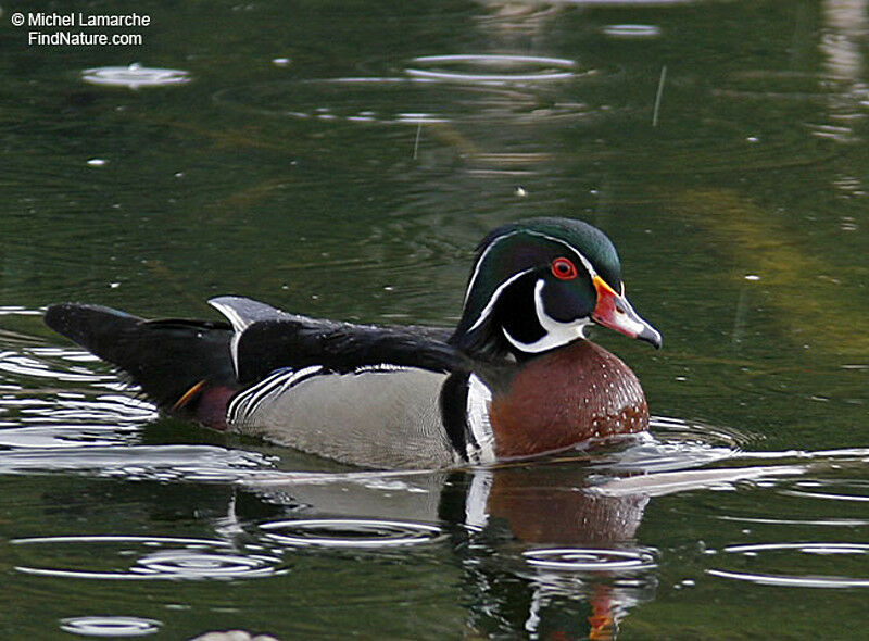 Wood Duck male adult