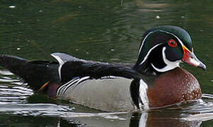 Canard carolin