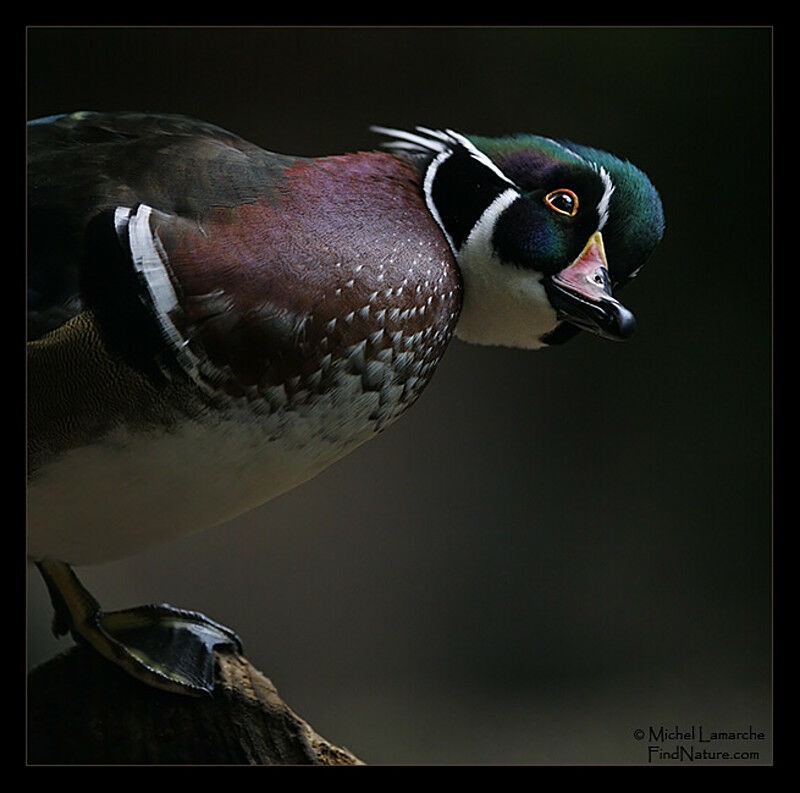 Wood Duck male adult