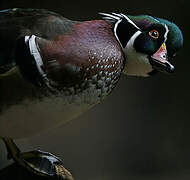 Wood Duck