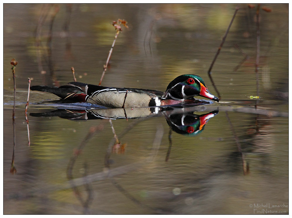 Canard carolin mâle adulte