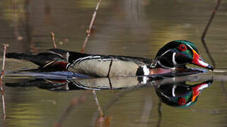 Wood Duck