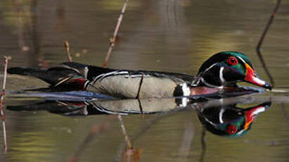 Canard carolin