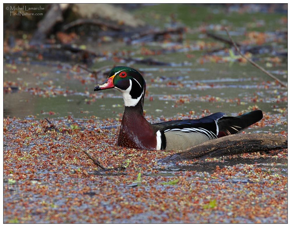 Wood Duck male adult