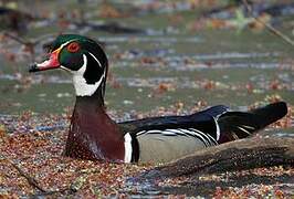 Canard carolin