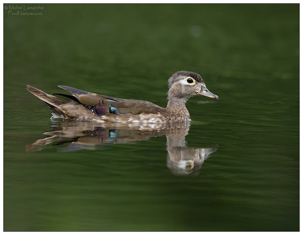 Canard carolin femelle adulte