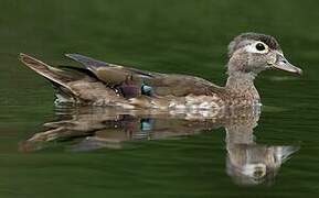 Wood Duck