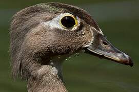 Canard carolin