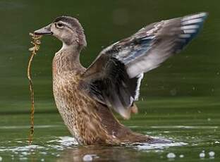 Canard carolin