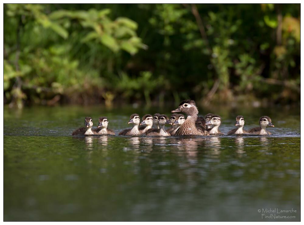 Wood Duck