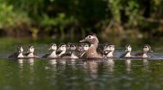 Wood Duck