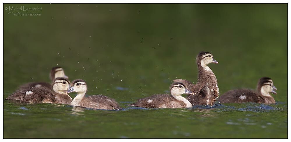 Canard carolinjuvénile