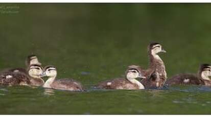 Canard carolin