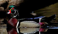 Canard carolin