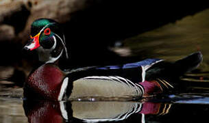 Wood Duck