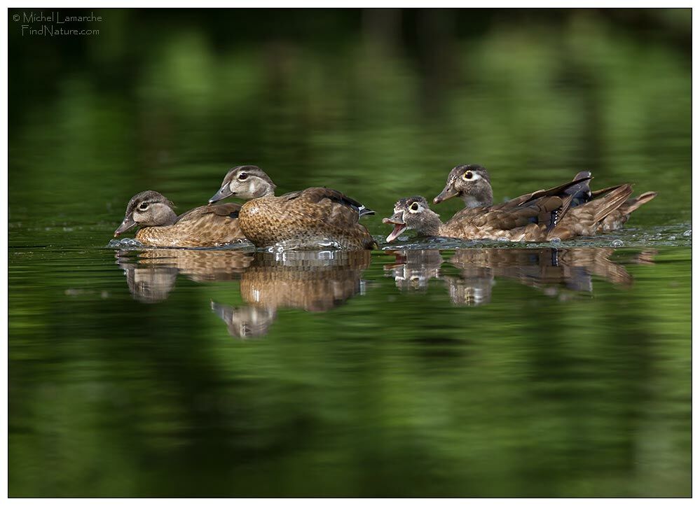 Canard carolinimmature