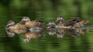 Wood Duck