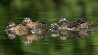 Canard carolin