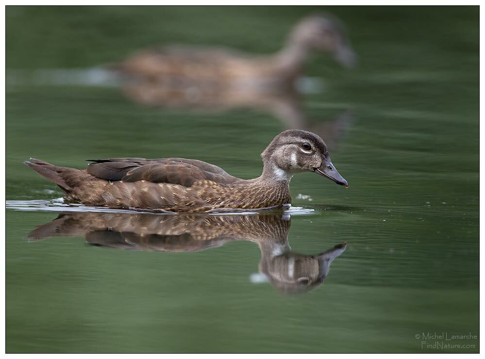 Wood Duck male immature