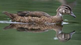 Wood Duck