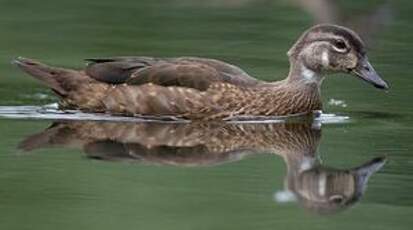 Canard carolin