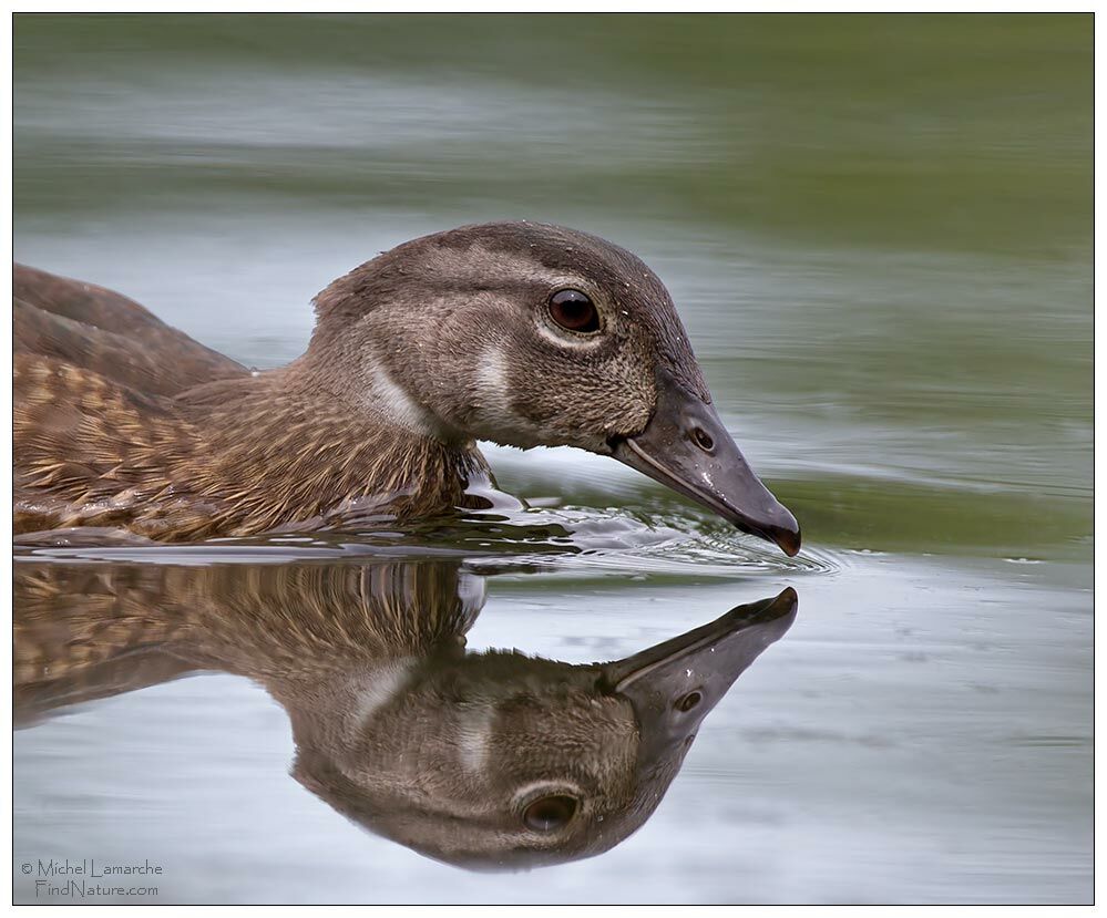 Canard carolin mâle immature