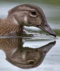 Canard carolin