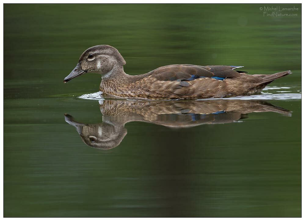 Canard carolin mâle immature