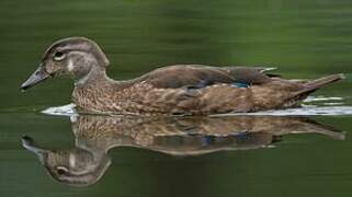 Wood Duck