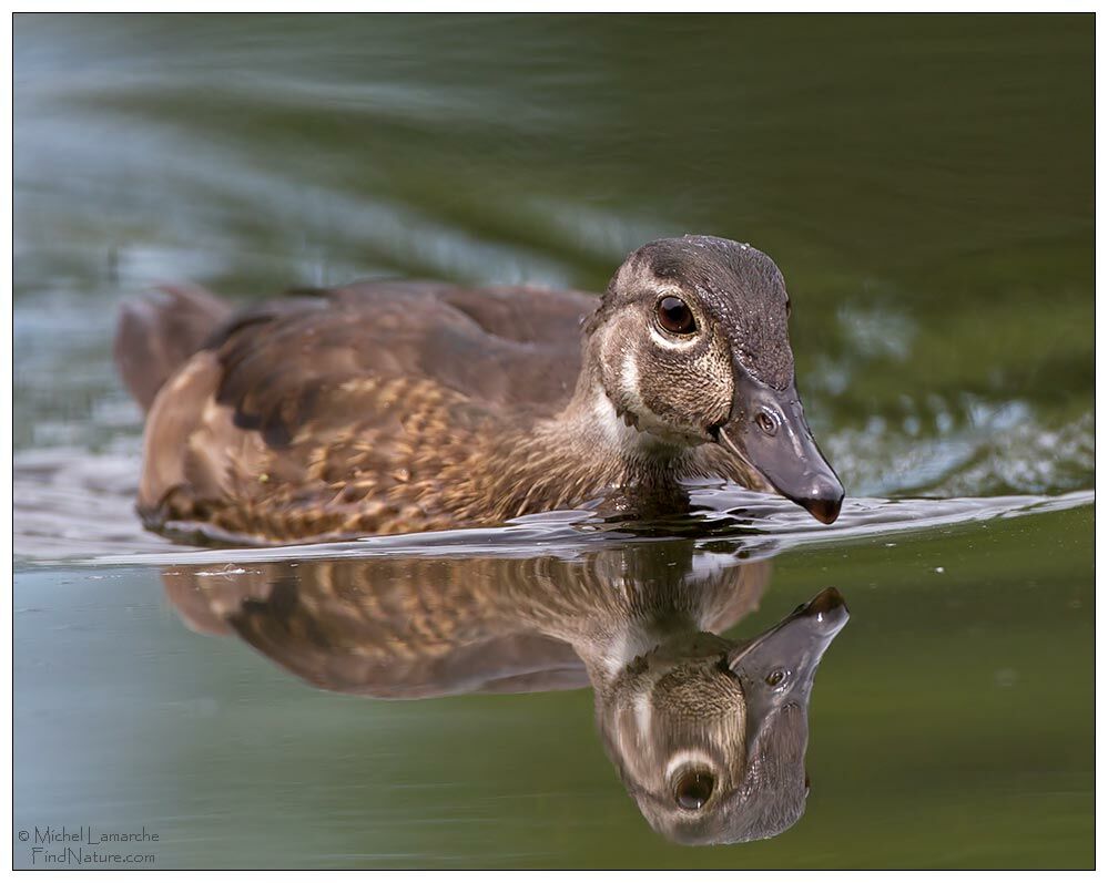 Canard carolin mâle immature