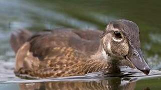 Wood Duck