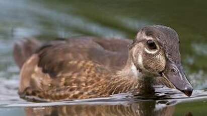 Canard carolin