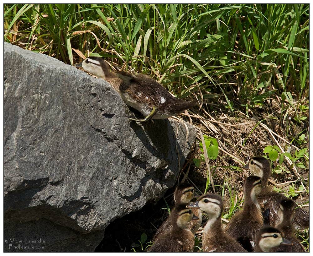 Wood Duckjuvenile