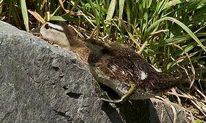 Canard carolin