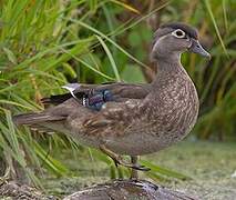 Wood Duck