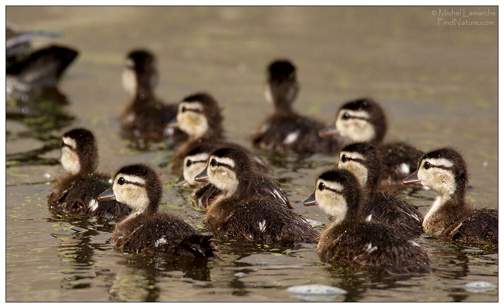 Wood Duckjuvenile