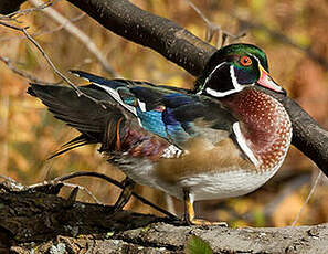 Canard carolin