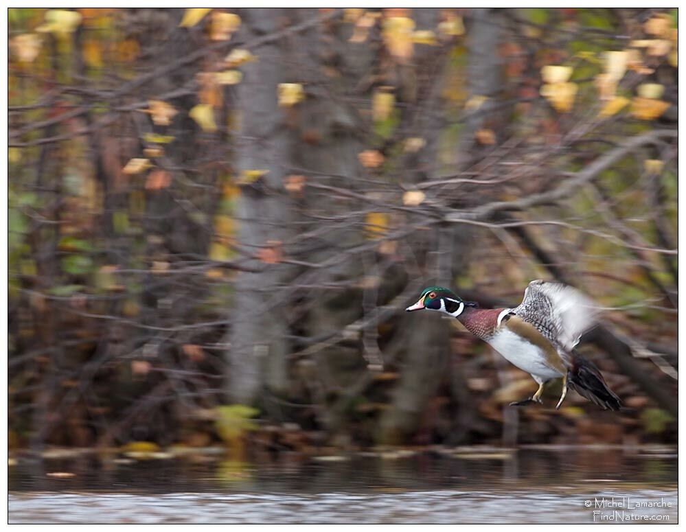 Canard carolin mâle adulte, Vol