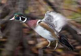 Wood Duck