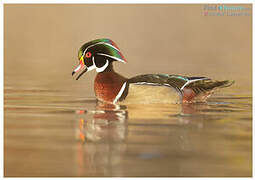 Wood Duck