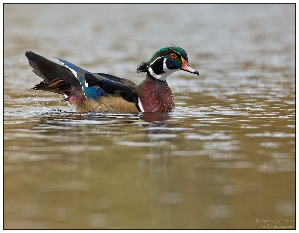 Canard carolin mâle adulte