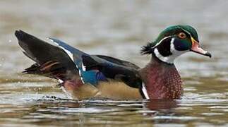 Wood Duck